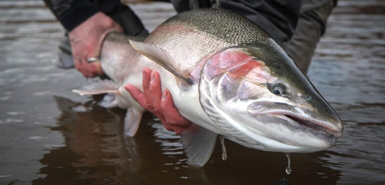 The Many Lives of Mykiss