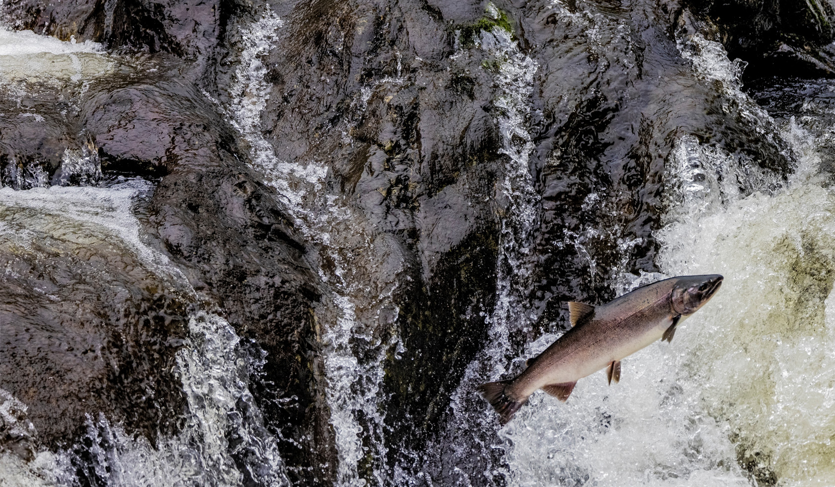 OR shutterstock_Danita Delimont 1680