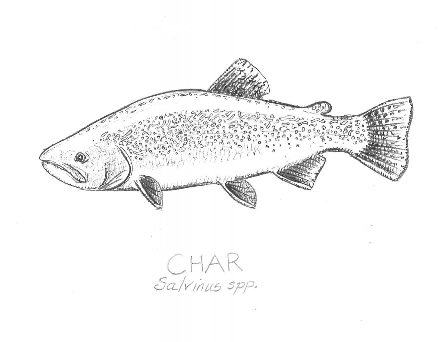 Pacific Char