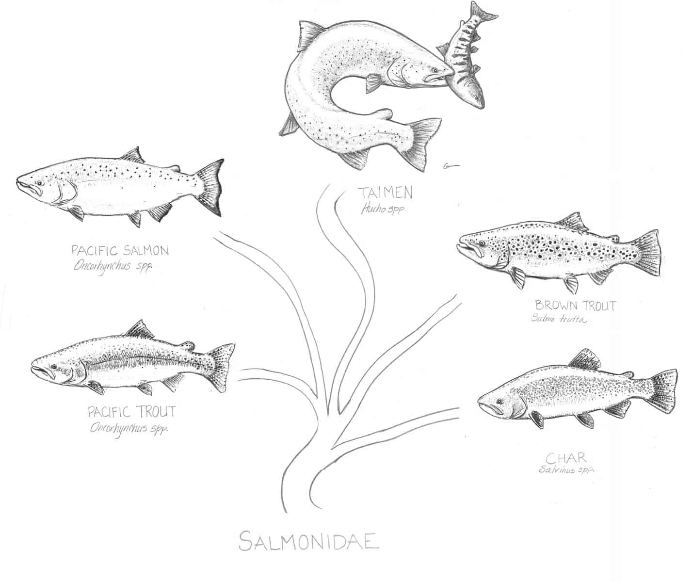 Salmonidae Family Tree