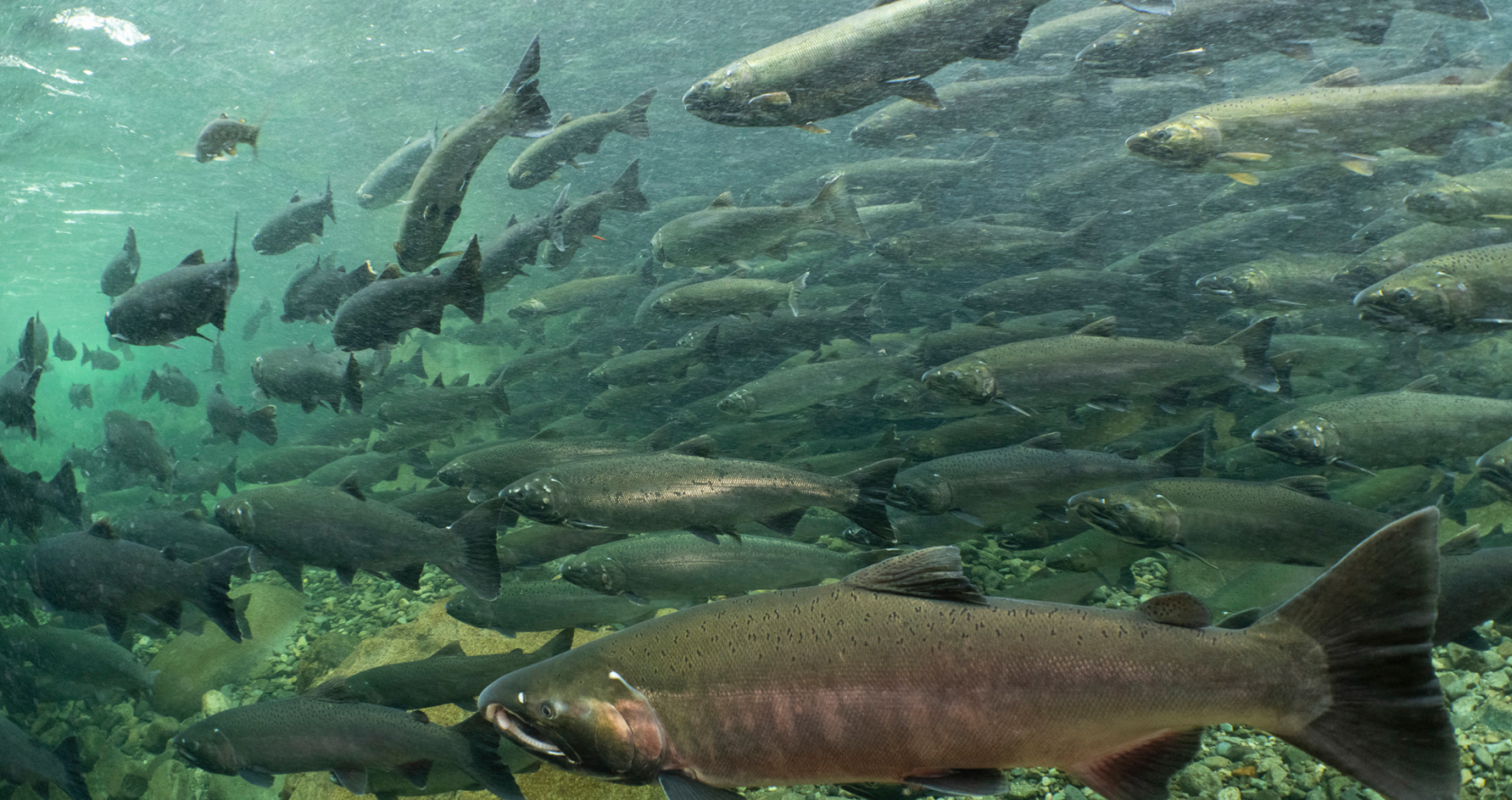 WSC_The story of the wild rivers_Hero image