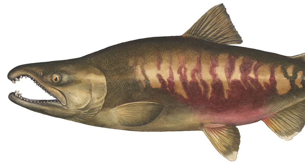 Chum (Keta or Dog) O. keta