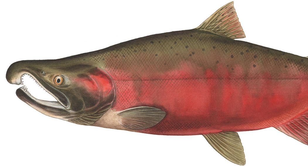 Coho (Silver) O.kisutch