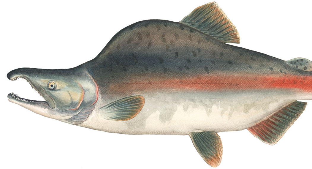 Pink (Humpback) O. gorbuscha