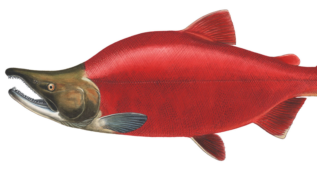 Sockeye (Red) O. nerka
