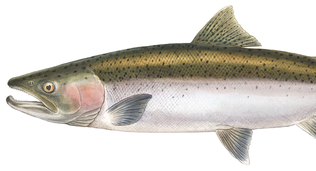 Steelhead (Chrome) O. mykiss