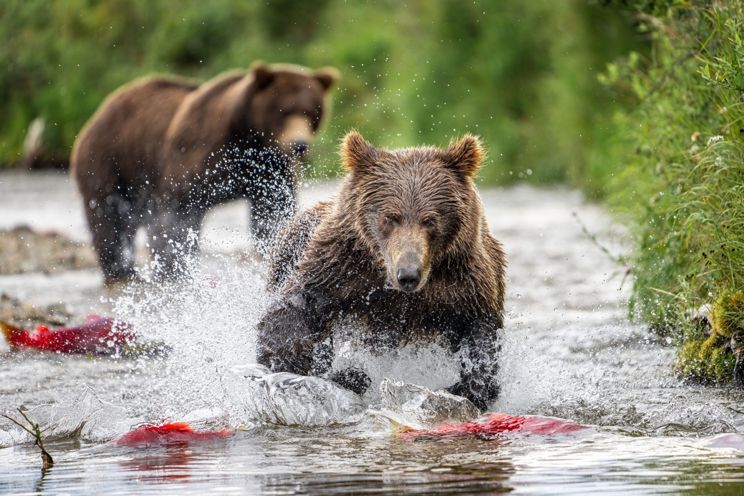 Help Protect Wild Salmon