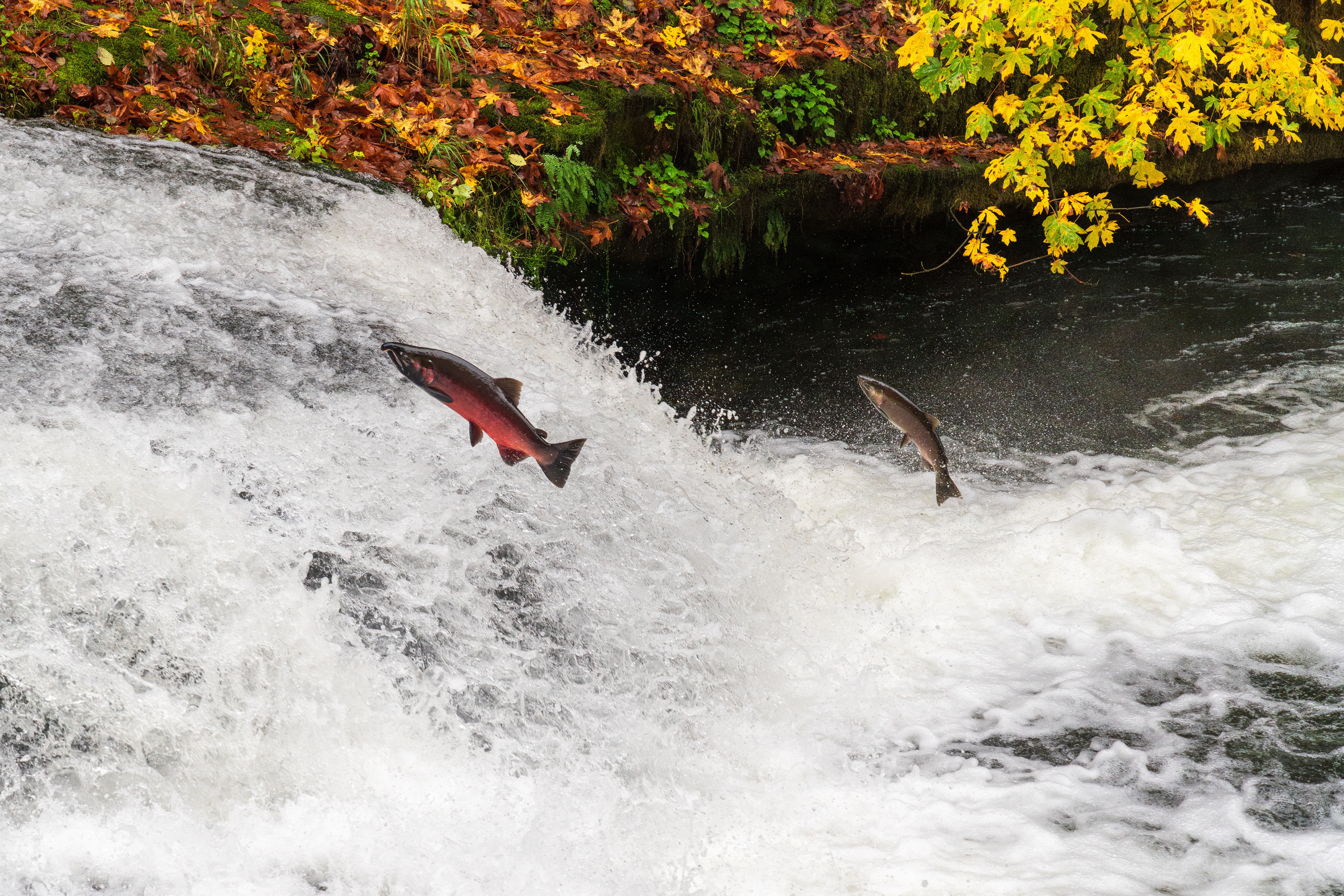 MATCH EXPIRES 12/31: Protect 2X Wild Salmon