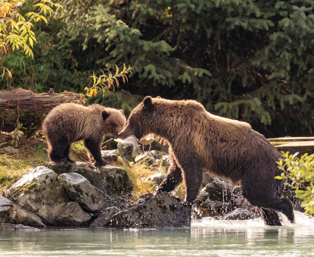 AK bear iStock-1056697090 Jeff Wodniack_MD